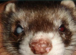 Common Causes of Eye Damage in Ferrets: