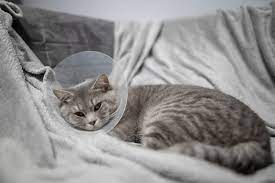 Monitoring Your Cat’s Wound: