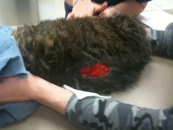 Trim the Fur Around the Wound: