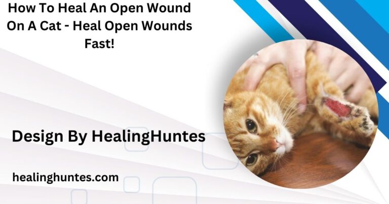 how to heal an open wound on a cat