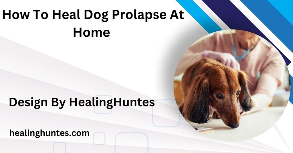 how to heal dog prolapse at home