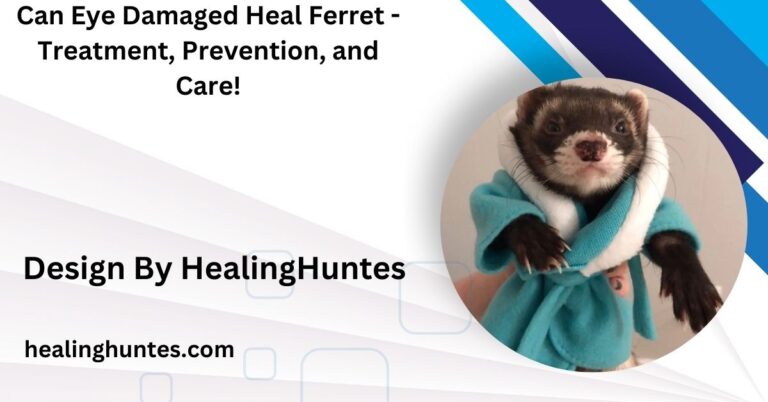 can eye damaged heal ferret