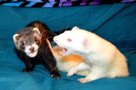 Preventing Eye Injuries in Ferrets: