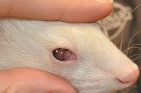 Diagnosis and Treatment of Eye Damage in Ferrets: