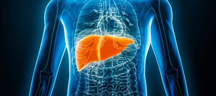 The Liver's Unique Regenerative Abilities: