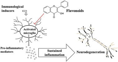 Flavonoids: Reducing Inflammation and Bruising