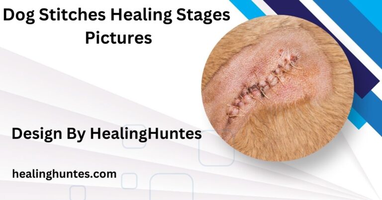 dog stitches healing stages pictures