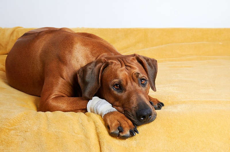 How to Support Your Dog’s Healing Process?