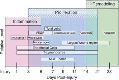 Phases of Ligament Healing: