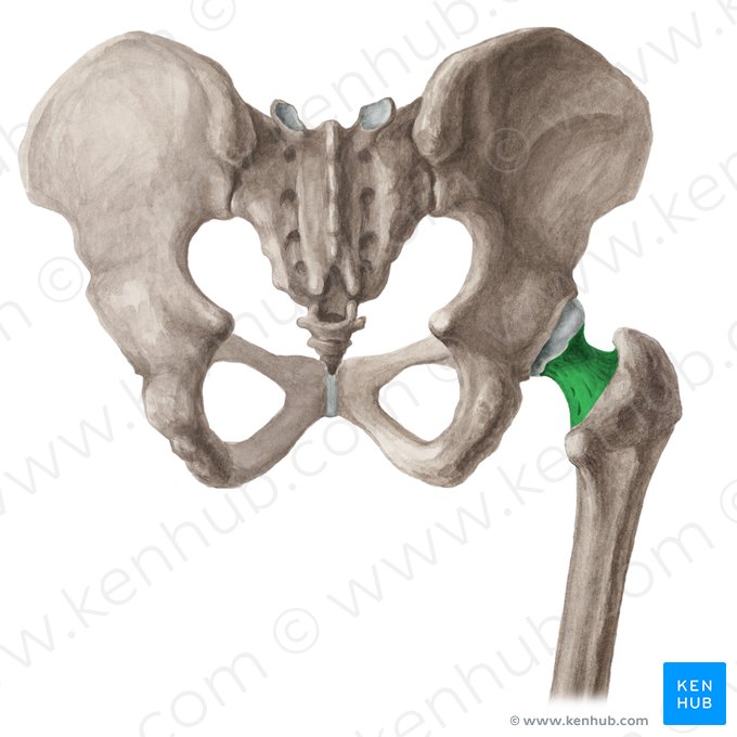 Understanding the Femur: The Foundation of the Leg