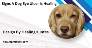 signs a dog eye ulcer is healing