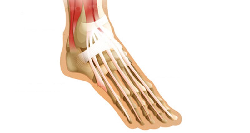 Understanding the Extensor Hallucis Tendon and Its Role: