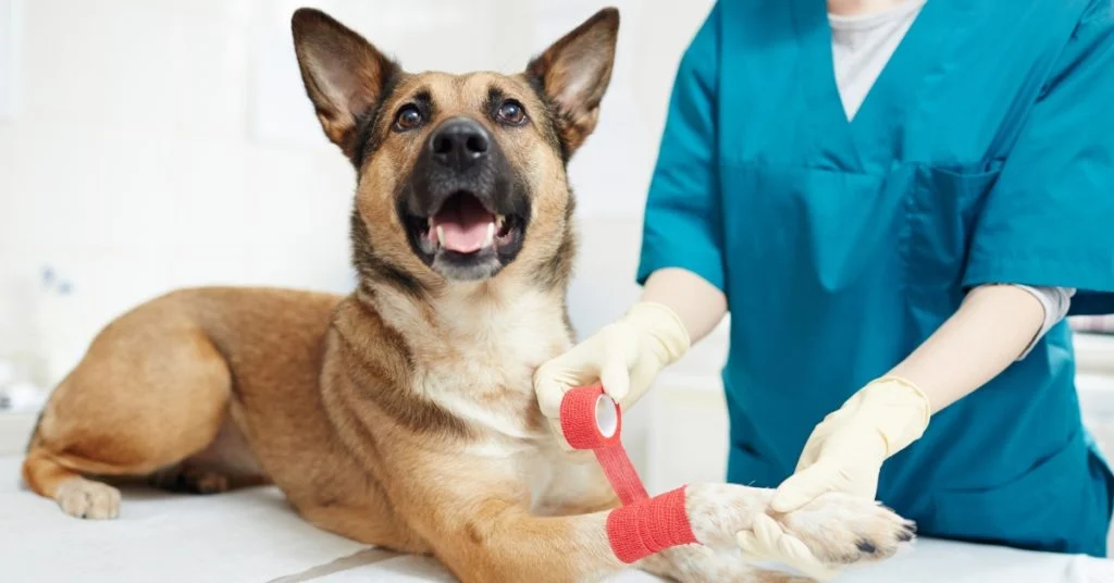 Dog Stitches Healing Stages: A Complete Guide with Pictures