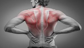 Understanding a Pulled Back Muscle: