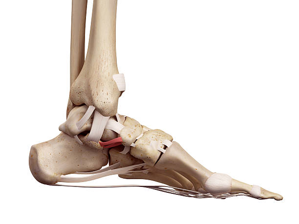 Introduction to Ligament Healing: