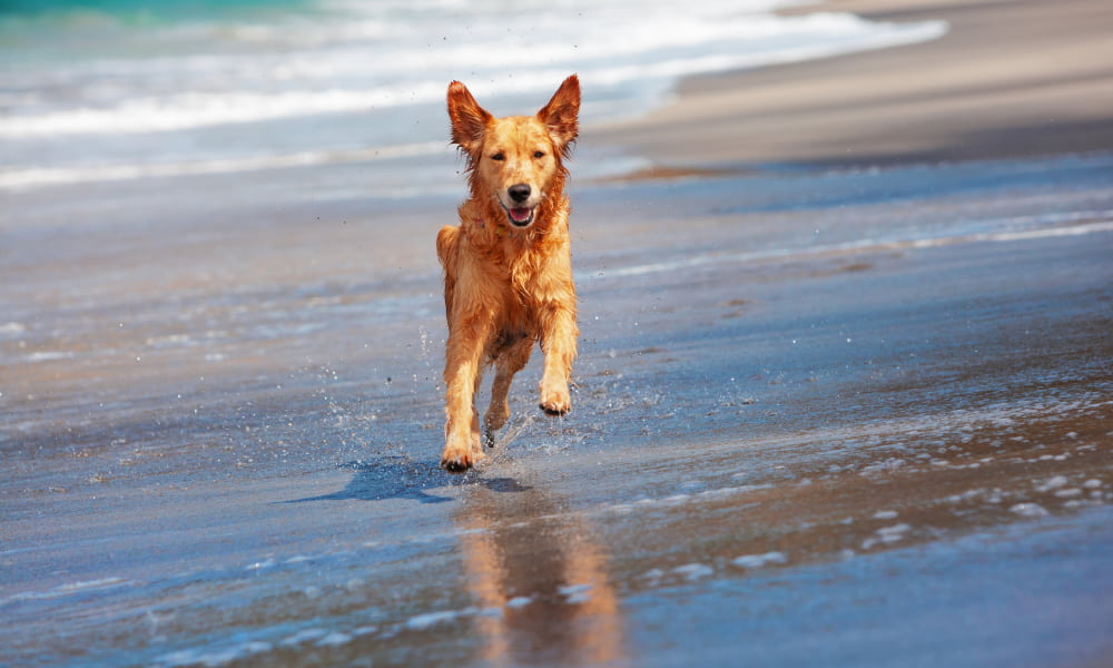 Where to Find Yoga with Puppies in Bethany Beach, DE?