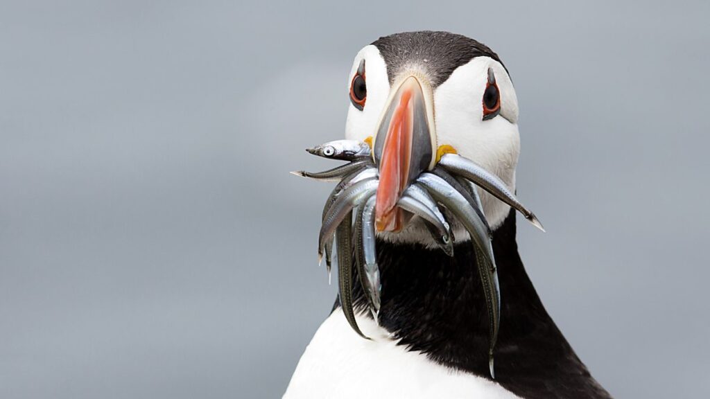 Birds as Symbols of Prophecy in Global Mythologies: