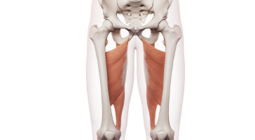 What is a Groin Strain: