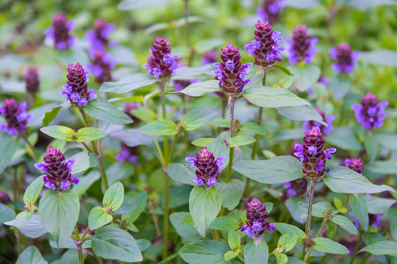 The Science Behind the Self-Heal Plant: